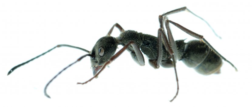 Black Carpenter Ant Insect Cockroach Pest Control - Garden - Ants Transparent PNG