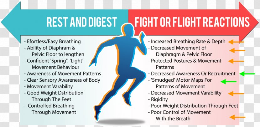 Parasympathetic Nervous System Fight-or-flight Response Physiology - Diagram - Merck Manual Of Diagnosis And Therapy Transparent PNG