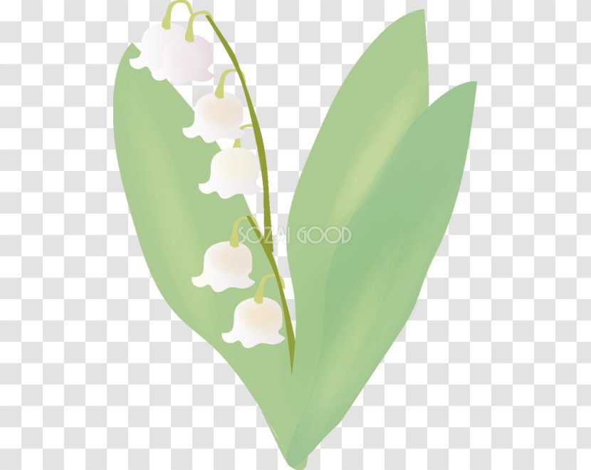 Lily Of The Valley Grass Poster - Season Transparent PNG