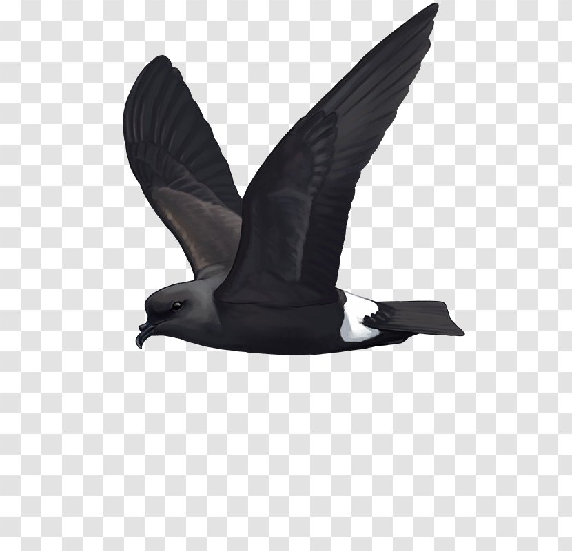 Band-rumped Storm Petrel Seabird Berlengas Hydrobates Castro - Bird Transparent PNG