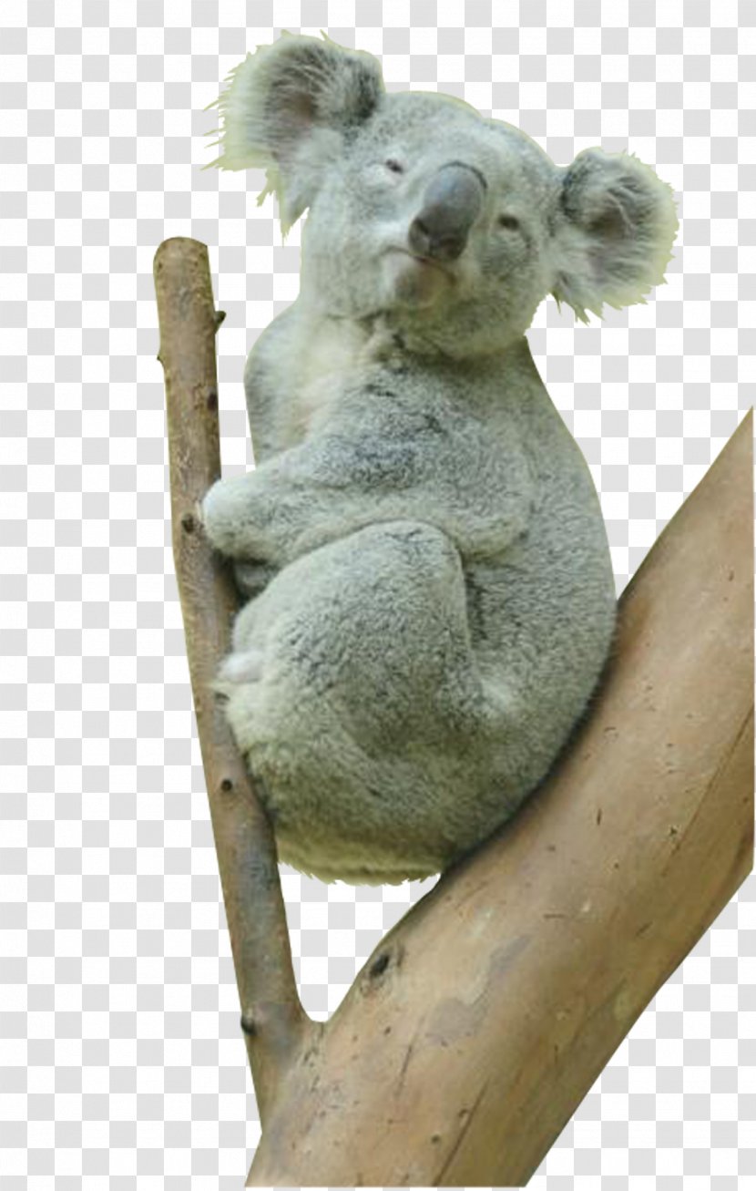 Koala Australia Bear Animal Transparent PNG