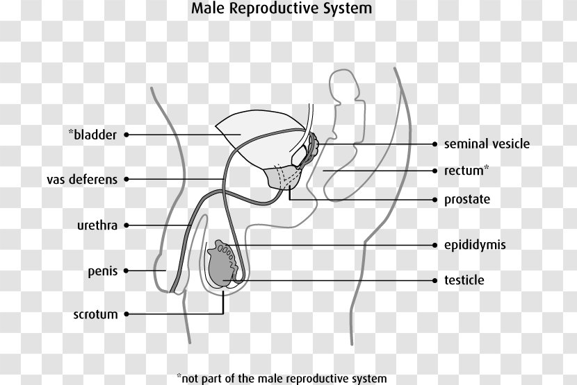 Male Reproductive System Scrotum Testicle Anatomy - Frame - Man Transparent PNG