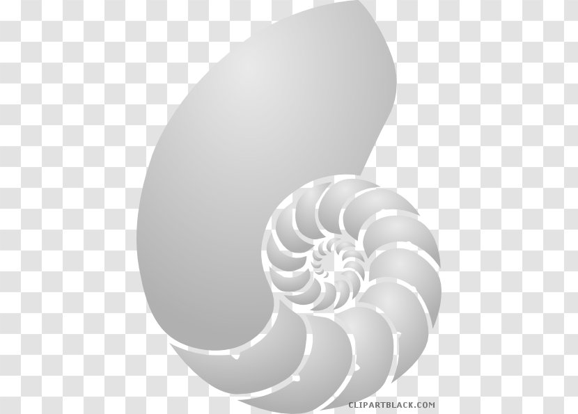 Nautilidae Clip Art Seashell Vector Graphics Chambered Nautilus - Nautilida Transparent PNG