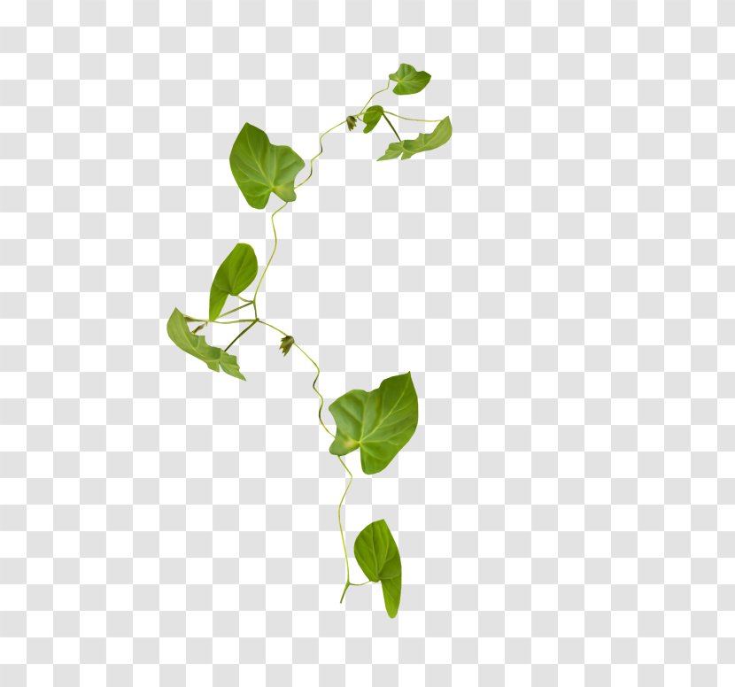 Twig Leaf Branch Plant Stem Transparent PNG