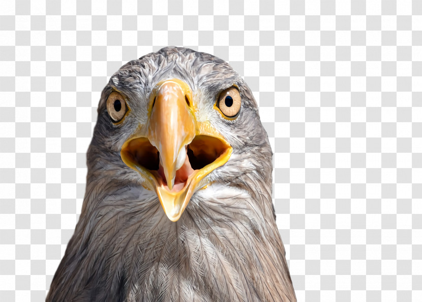 Bald Eagle Eagle Beak Owl M Close-up Transparent PNG