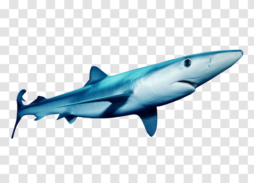 Tiger Shark Great White Squaliformes Blue Requiem - Animal Transparent PNG