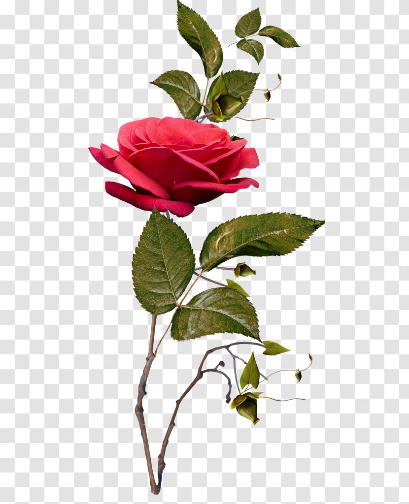 Garden Roses Flower - Floral Design Transparent PNG