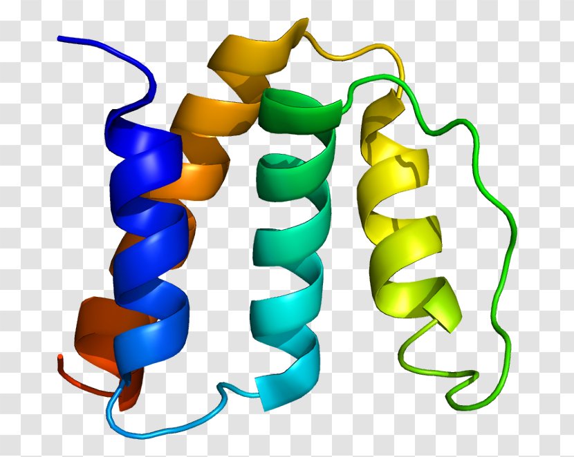 Diazepam Binding Inhibitor Acyl-CoA-binding Protein Amino Acid - Heart - Adenosine Diphosphate Receptor Transparent PNG