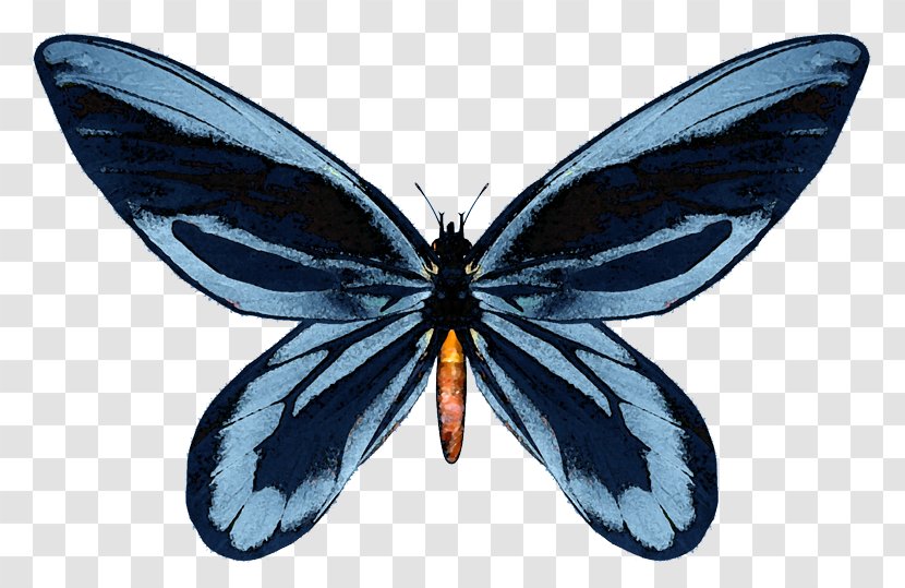 Nymphalidae Butterfly New Guinea Queen Alexandras Birdwing - Arthropod Transparent PNG
