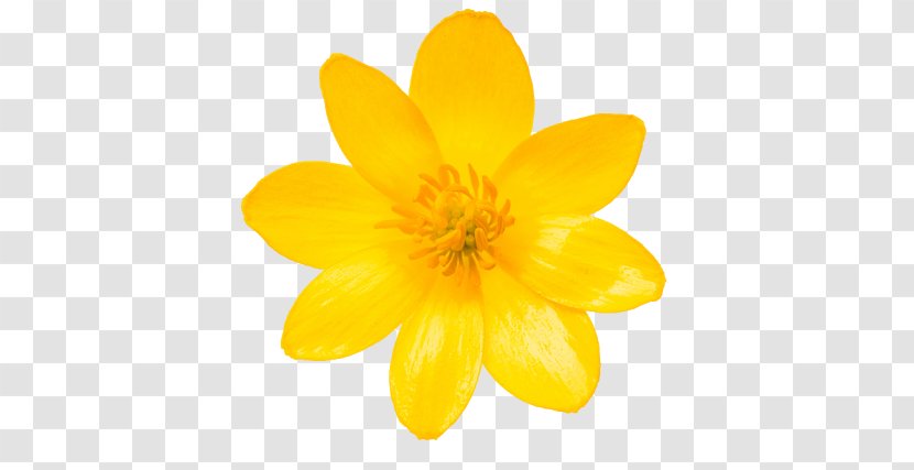 Spring Flower - Wildflower Lesser Celandine Transparent PNG