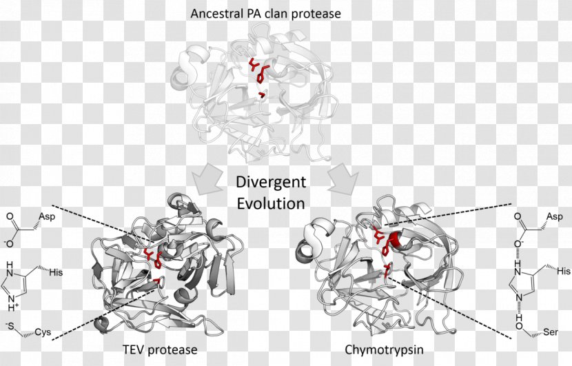 Divergent Evolution Serine Protease Catalytic Triad Chymotrypsin - Text Transparent PNG