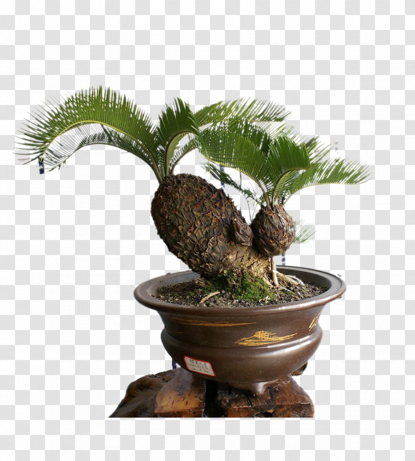 Sago Palm Bonsai Cycad Tree Seed - Potted Transparent PNG