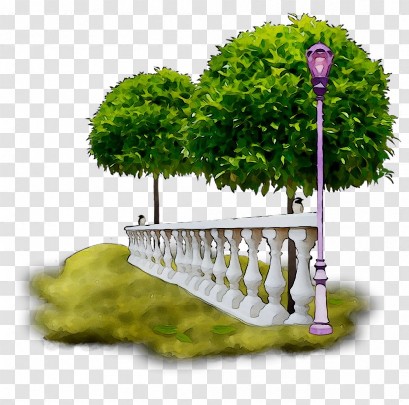 Tree - Plant - Green Transparent PNG