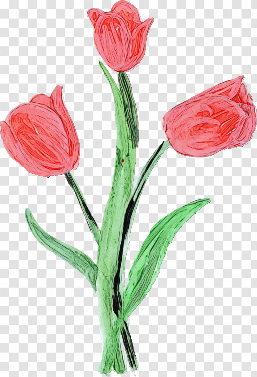Lily Flower Cartoon - Floristry - Family Bud Transparent PNG