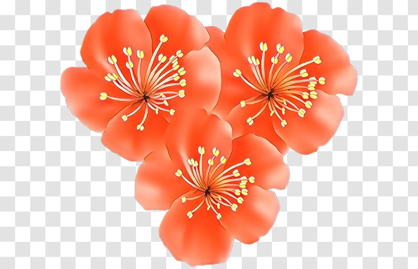 Cherry Blossom Background - Flower - Perennial Plant Transparent PNG