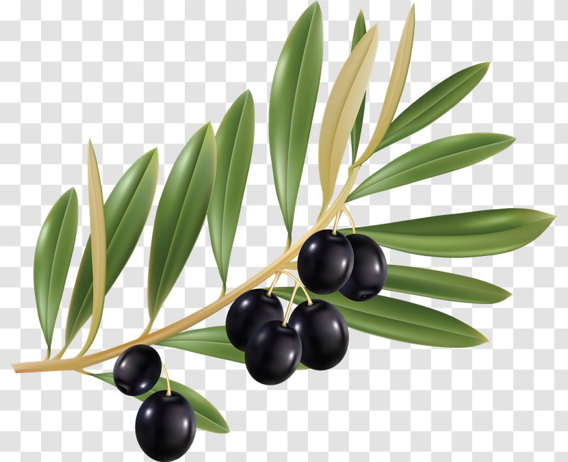 Olive Leaf Branch Oil Cailletier - Bilberry Transparent PNG