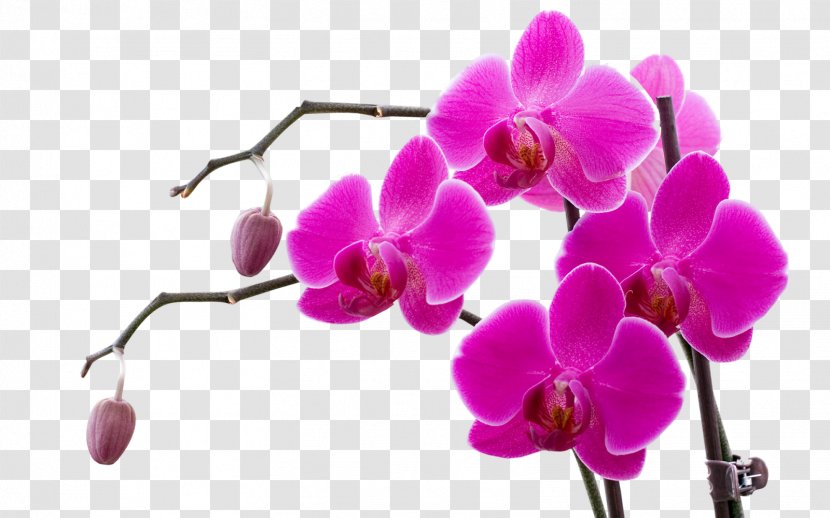 Orchids Doritaenopsis Purple Flower Violet - Petal - Orchid Transparent PNG