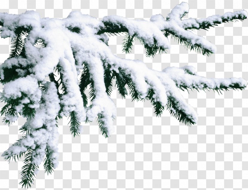 Pine Santa Claus Christmas Snow - Winter Transparent PNG