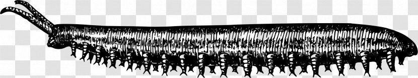 Invertebrate Worm Animal Clip Art Transparent PNG