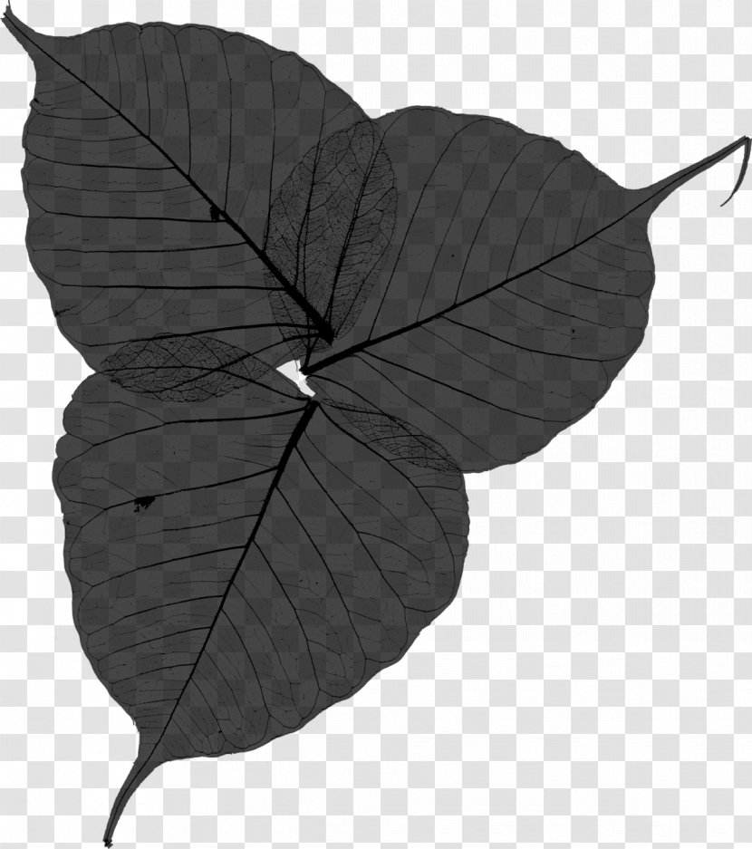 Leaf - Flower - Beech Transparent PNG