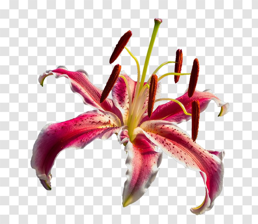 Flower Pixabay Clip Art - Lily Transparent PNG