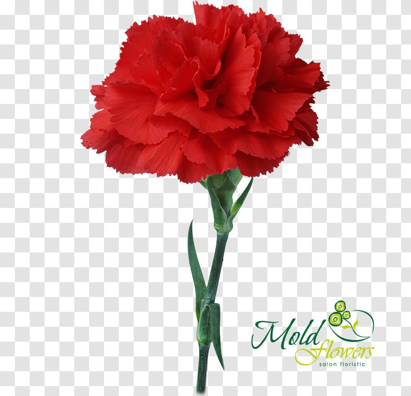 Carnation Light Flower Bouquet Red - Plant Transparent PNG