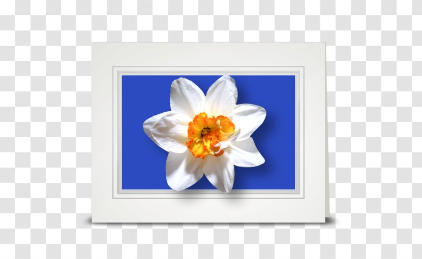 Flower Daffodil Petal Nautilidae Lilium - Flowering Plant Transparent PNG