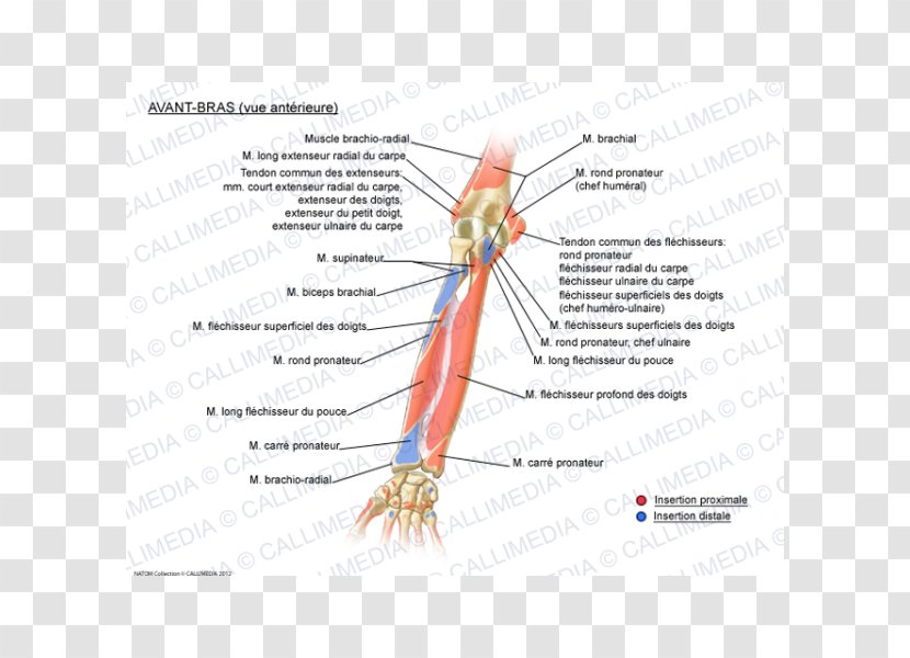 Forearm Extensor Carpi Radialis Brevis Muscle Muscular System Digitorum - Silhouette - Arm Transparent PNG
