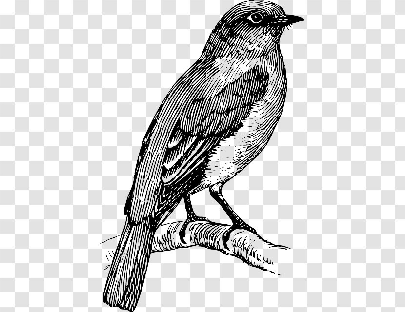 Coloring Book Vector Graphics Image Clip Art - Monochrome - Eastern Bluebird Transparent PNG