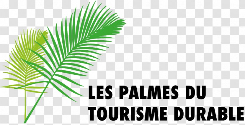 Palm Trees Plant Stem Leaf Font Line - Grass - Green Transparent PNG
