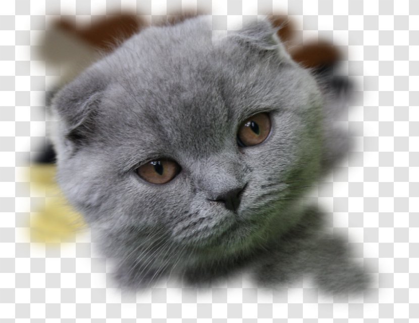 Scottish Fold Russian Blue British Shorthair Siberian Cat Kitten - Close Up Transparent PNG