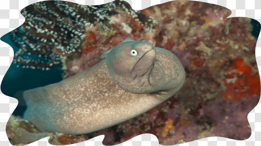 Mabul Island Sipadan Moray Eel Giant Fish - Marine Biology Transparent PNG