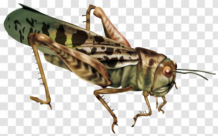 Caelifera Insect Locust Wallpaper - Membrane Winged - Grasshopper Transparent PNG