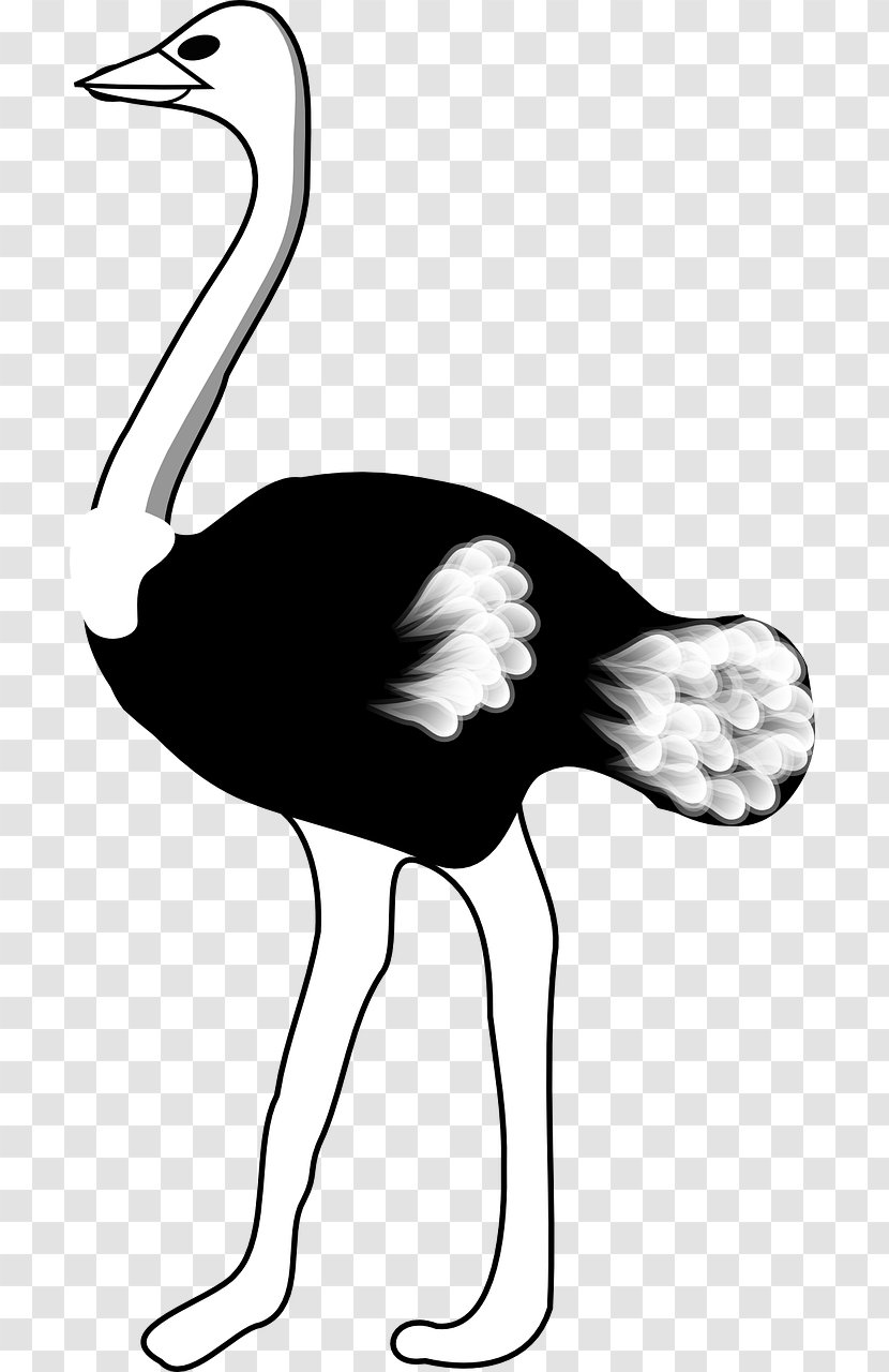 Common Ostrich Bird Clip Art - Wing - Black Transparent PNG