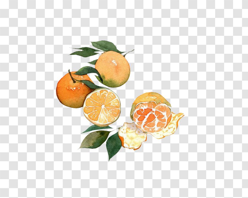Mandarin Orange Fruit Watercolor Painting Auglis - Valencia - China Wind Creative Antiquity Transparent PNG
