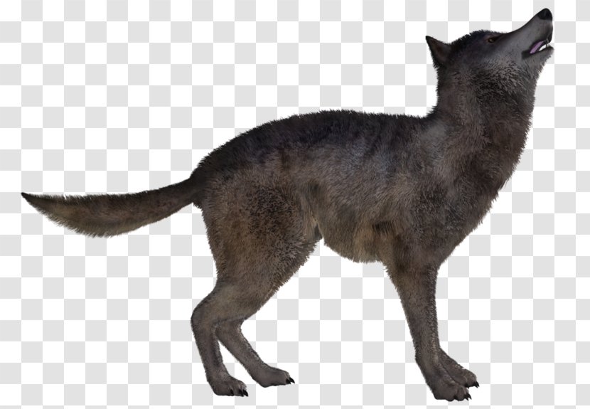 Red Fox Dog Coyote Jackal - Fauna Transparent PNG