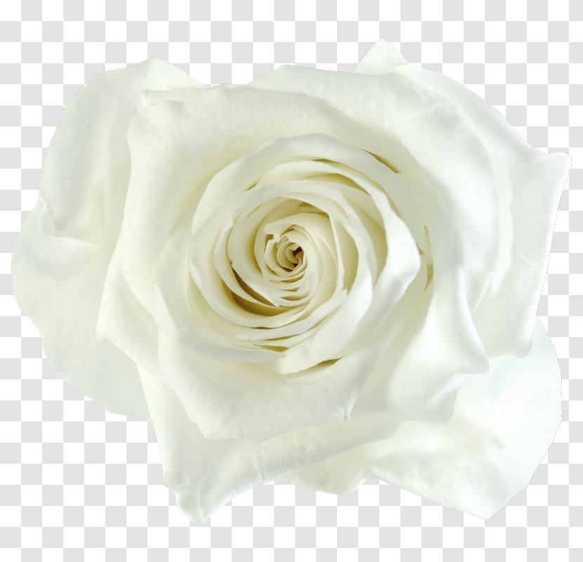 Garden Roses Cabbage Rose Cut Flowers Gift Color - Cz Transparent PNG