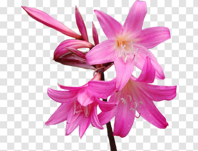 Cut Flowers Belladonna Jersey Lily Plants - Amaryllis - Flower Transparent PNG