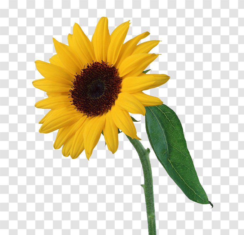 Light Common Sunflower - Cut Flowers Transparent PNG