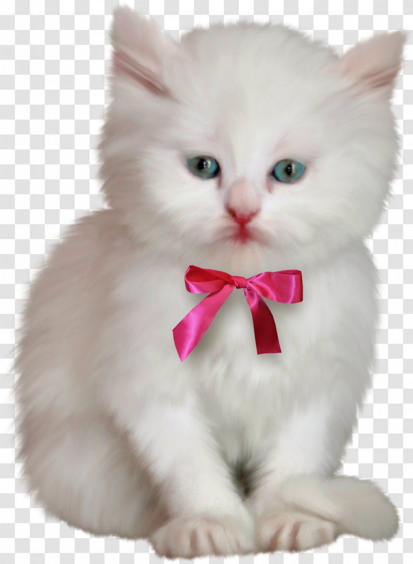 Cat Kitten Hello Kitty - Domestic Long Haired - White Transparent PNG