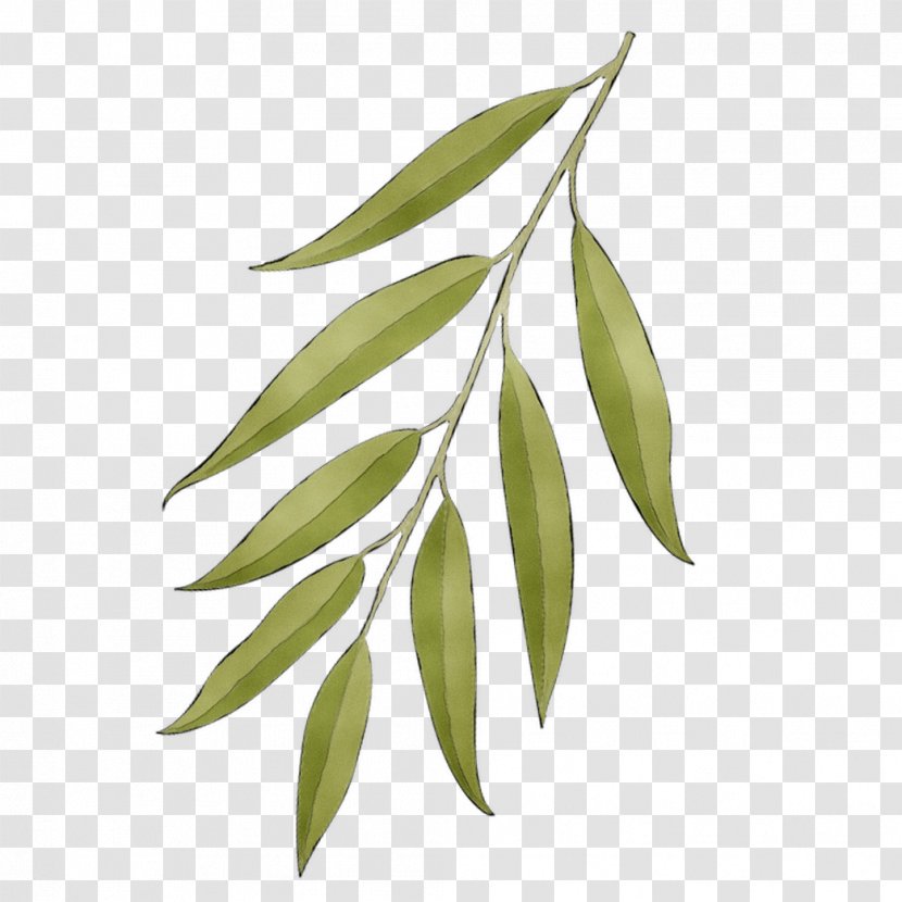 Leaf Plant Stem Branching - Woody Transparent PNG