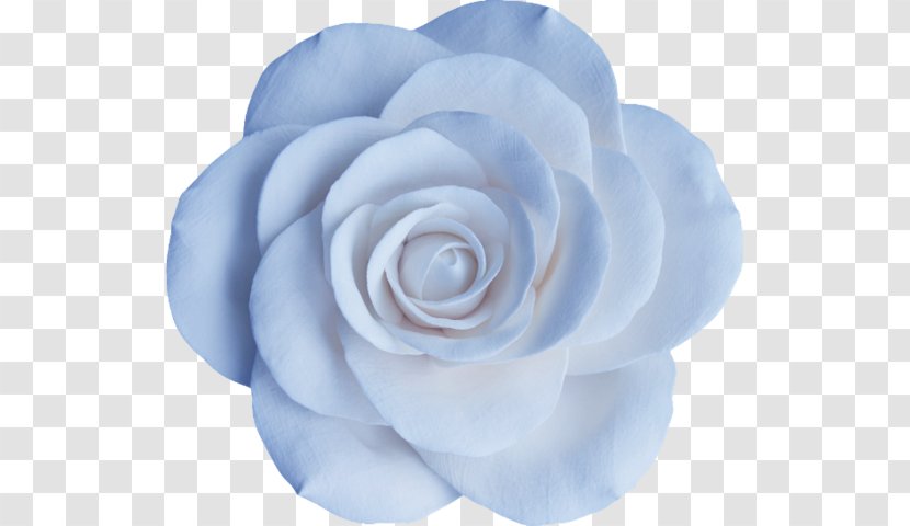 Garden Roses Blue Rose Centifolia Floribunda Flower Transparent PNG