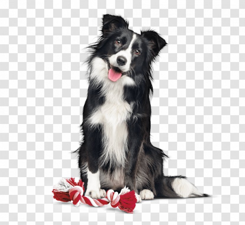 Border Collie Dog Breed Rough Companion Food - Activa Transparent PNG