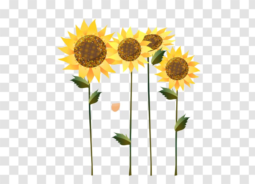 Common Sunflower Seed Oil Illustration Transparent PNG