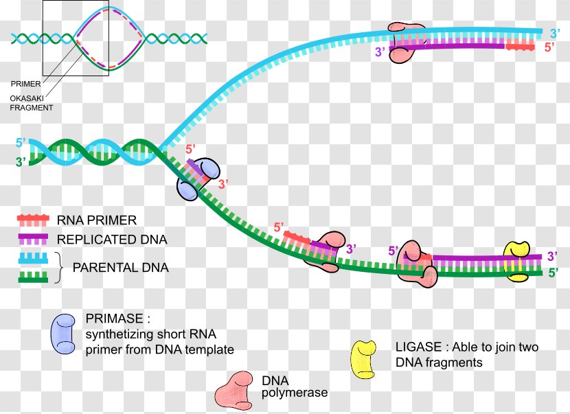 DNA Replication Polymerase Primer - Dna - Enzyme Transparent PNG