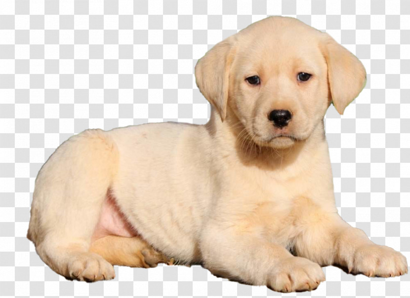Dog Labrador Retriever Puppy Retriever Golden Retriever Transparent PNG