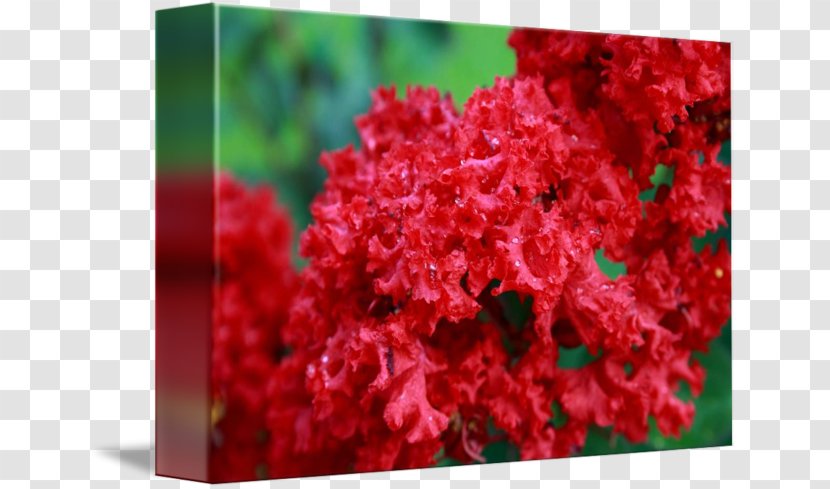 Azalea - Red - Crape Myrtle Transparent PNG