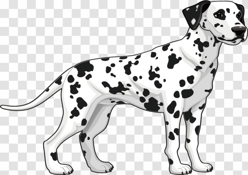 Dalmatian Dog Breed Illustration - Puppy - Flat Spend Transparent PNG