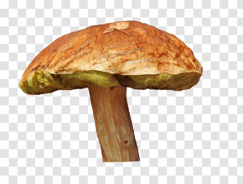 Edible Mushroom Penny Bun Fungus Bay Bolete - Shiitake Transparent PNG