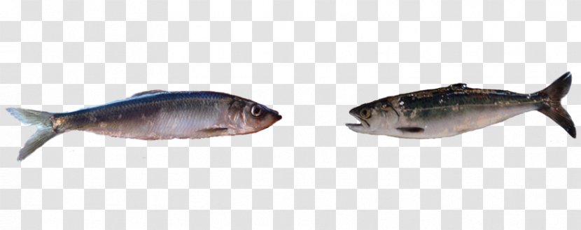 Milkfish Carp Oily Fish Fauna - Southern Fried Ingredients Transparent PNG